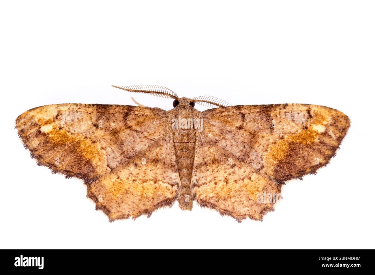 Falena variante a macchia unica (Hypagyrtis unipuntata) su sfondo bianco, Tuscaloosa County, Alabama, USA settembre Foto Stock