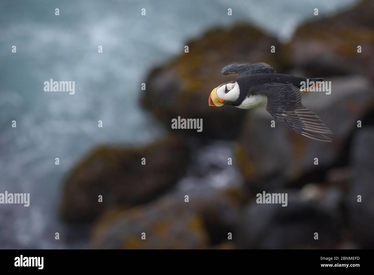 Puffin cornuto (Puffin cornuto). Isole Pibilof, Alaska. Luglio. Foto Stock