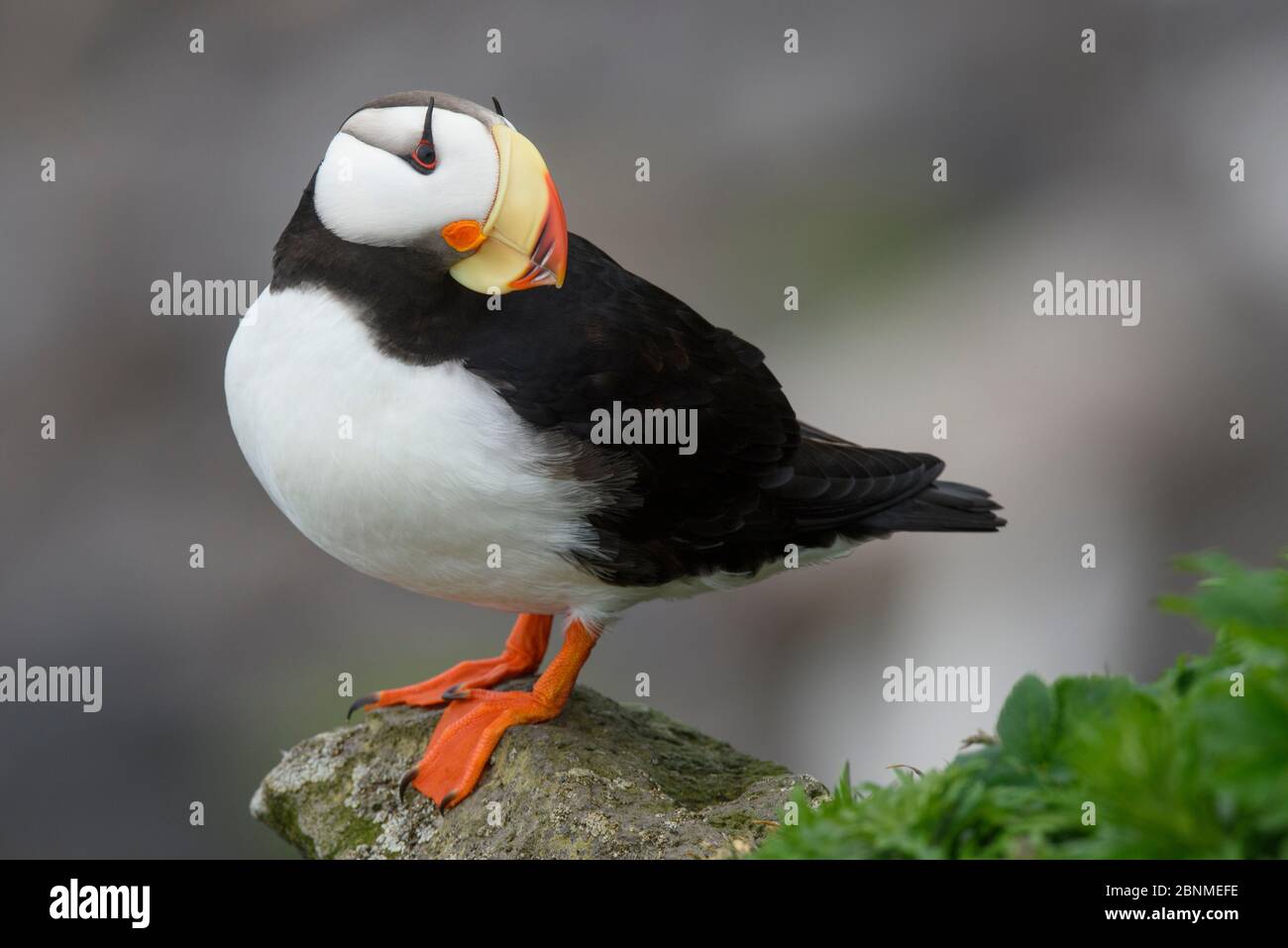 Puffin cornuto (Puffin cornuto). Isole Pibilof, Alaska. Luglio. Foto Stock
