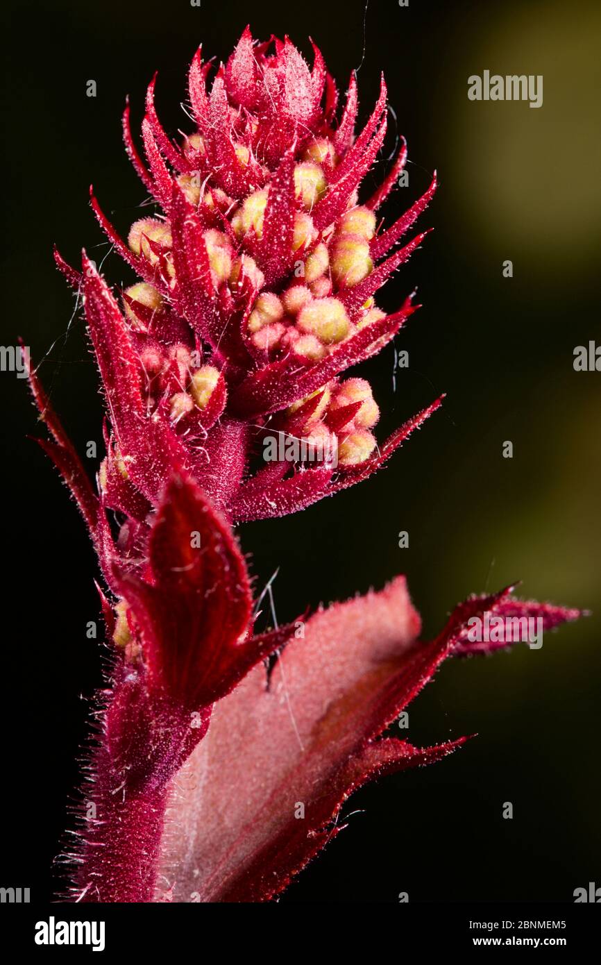 Boccioli di fiori di marmellata Heuchera Foto Stock
