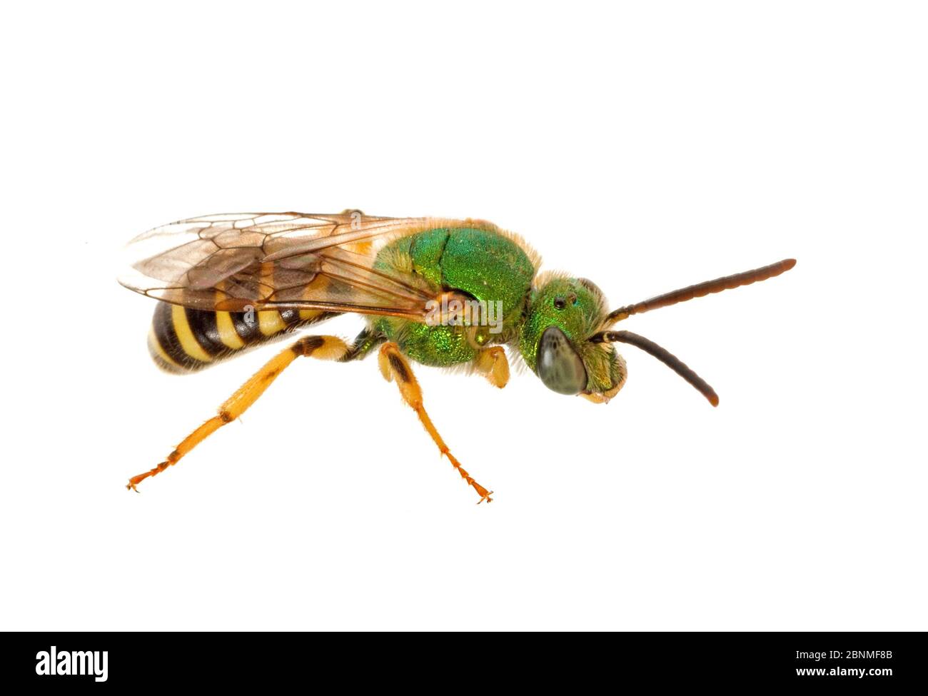 Ape verde metallizzata (Agapostemon splendens), maschio, Carolina del Sud, USA, luglio. Progetto Meetyourneighbors.net Foto Stock