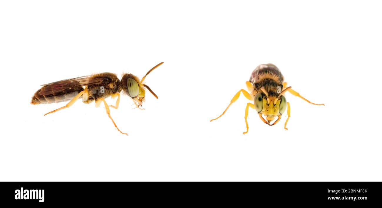 Ape a zampe gialle (specie Calliopsis), contea di Pickens, Carolina del Sud, USA, progetto agosto Meetyourneighbors.net Foto Stock