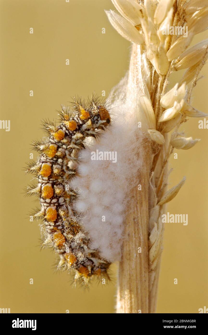 macchiato di fritillary's caterpillar (Melitaea didyma) parassita da una vespa solitaria, la Brenne Regional Natural Park, Indre, Francia, giugno. Foto Stock