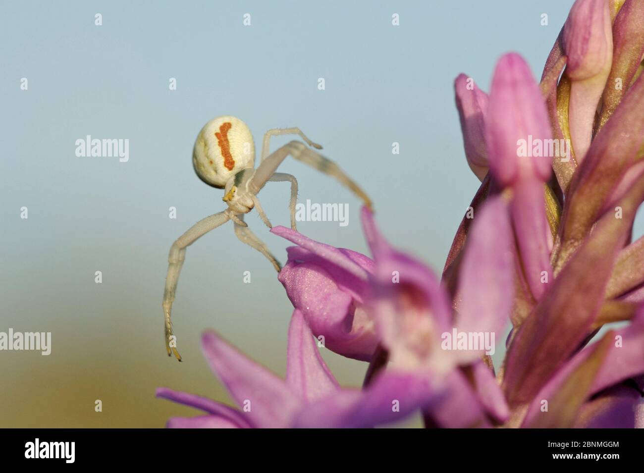 Ragno di granchio di verga (Misumena vatia) su orchidea di palude di Brenne (Dactylorhiza brennensis), Parco Naturale Regionale della Brenne, Francia, maggio. Foto Stock