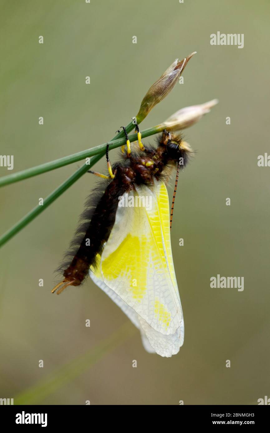 Owlfly (Libelloides coccajus) adulto appena emerso, Parco Naturale Regionale dei Grands Causses, Francia, maggio. Foto Stock