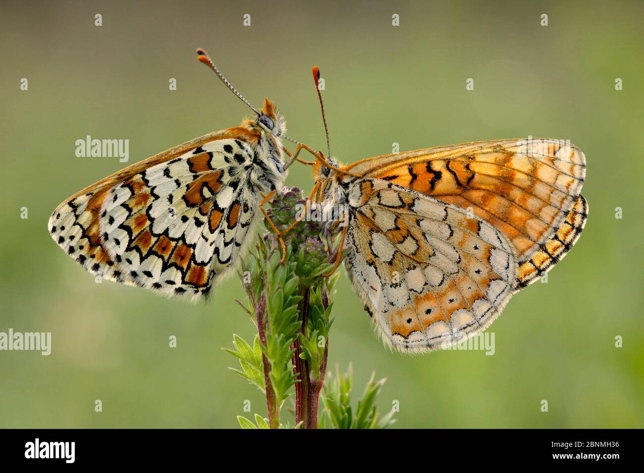Farfalla di fritillary di Knapweed (Melitaea phoebe) e farfalla di fritillary di Marsh (Euphydryas aurinia), Parco Naturale Regionale del Luberon, Francia, aprile. Foto Stock