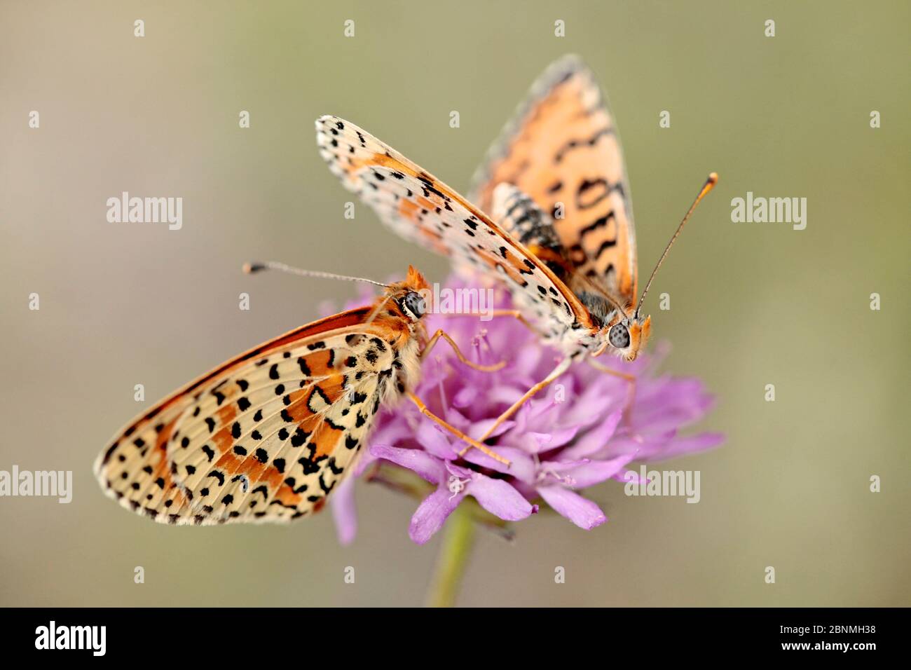 Farfalle frittillari spotted (Melitaea didyma) maschio in avvicinamento femmina, Luberon Parco Naturale Regionale, Francia, giugno. Foto Stock