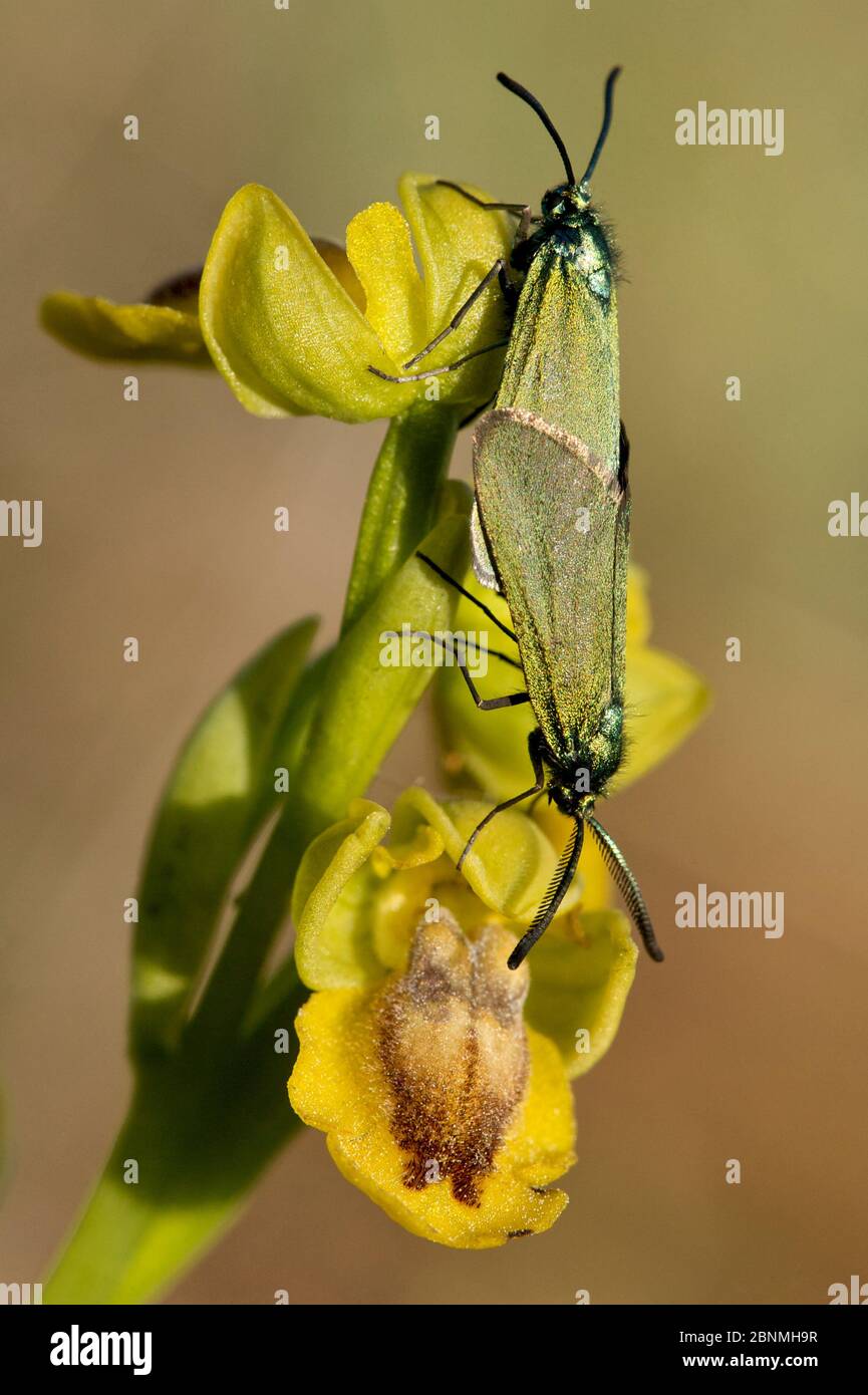 Falena di Forester (Adscita sp), accoppiamento su Ophrys (Ophrys lutea), Parco Naturale Regionale dei Grands Causses, Francia, maggio. Foto Stock