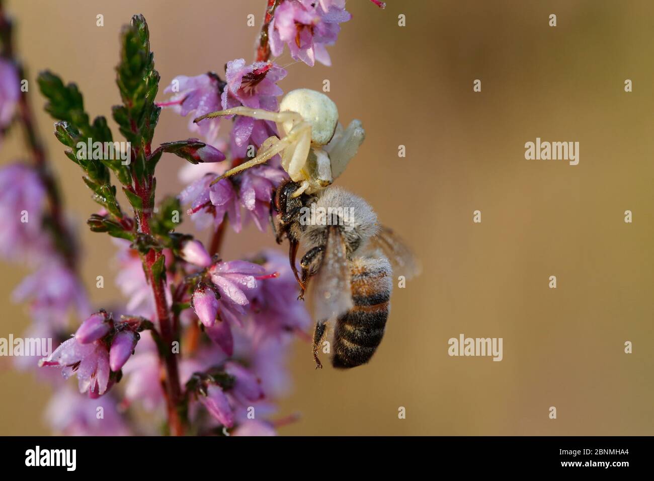Ragno di granchio (Misumena vatia) che si nutra alle api morte, regione di Sologne, Francia, settembre. Foto Stock
