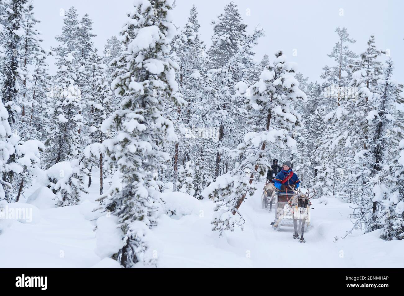 Un'esperienza di tour in slitta con renne con i pastori di renne di sami al Reindeer Lodge a -25 gradi C, gestito da Nutti Sami Siida, vicino all'Icehotel, in Foto Stock