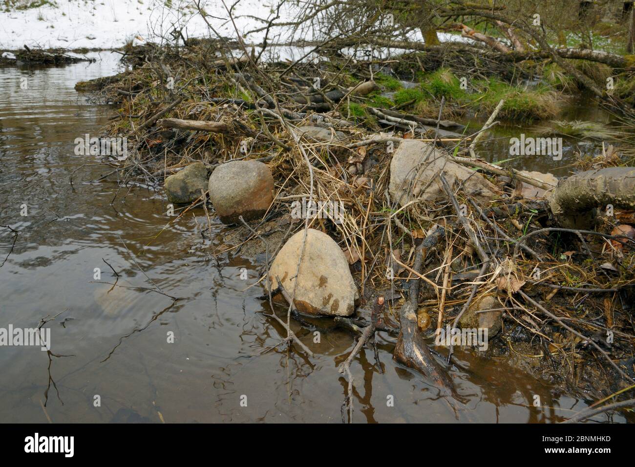 Diga costruita con rami di alberi, ramoscelli e grandi massi da castori eurasiatici (fibra di Castor) attraverso un torrente nei terreni di Bamff tenuta, Alyth, Perth Foto Stock