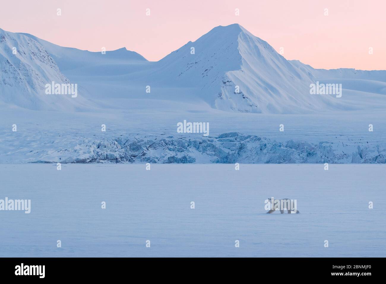 Orso polare (Ursus maritimus) di fronte a un ghiacciaio in un paesaggio innevato invernale al tramonto, Spitsbergen, Svalbard, Norvegia, aprile Foto Stock