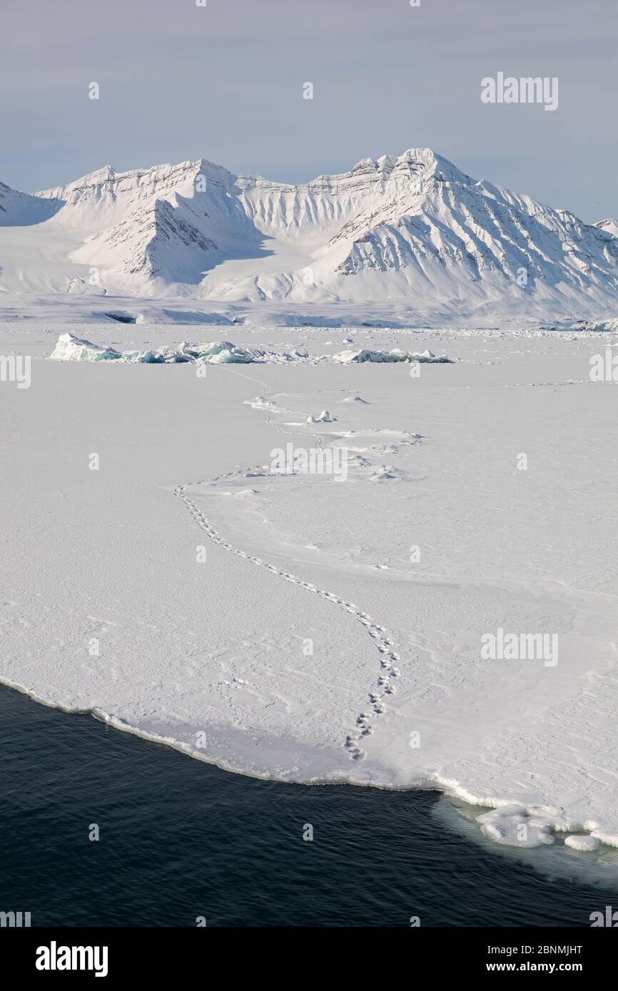 Polar Bear (Ursus maritimus) tracce in arrivo sul bordo di ghiaccio di mare, Spitsbergen, Svalbard, Norvegia, aprile Foto Stock