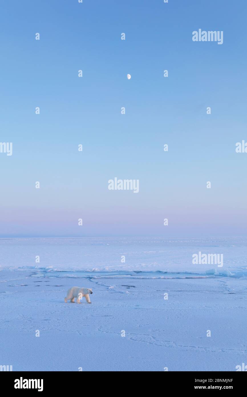 Orso polare (Ursus maritimus) sulla icefield con luna nel tardo inverno, Svalbard, Spitsbergen, Norvegia, Aprile Foto Stock