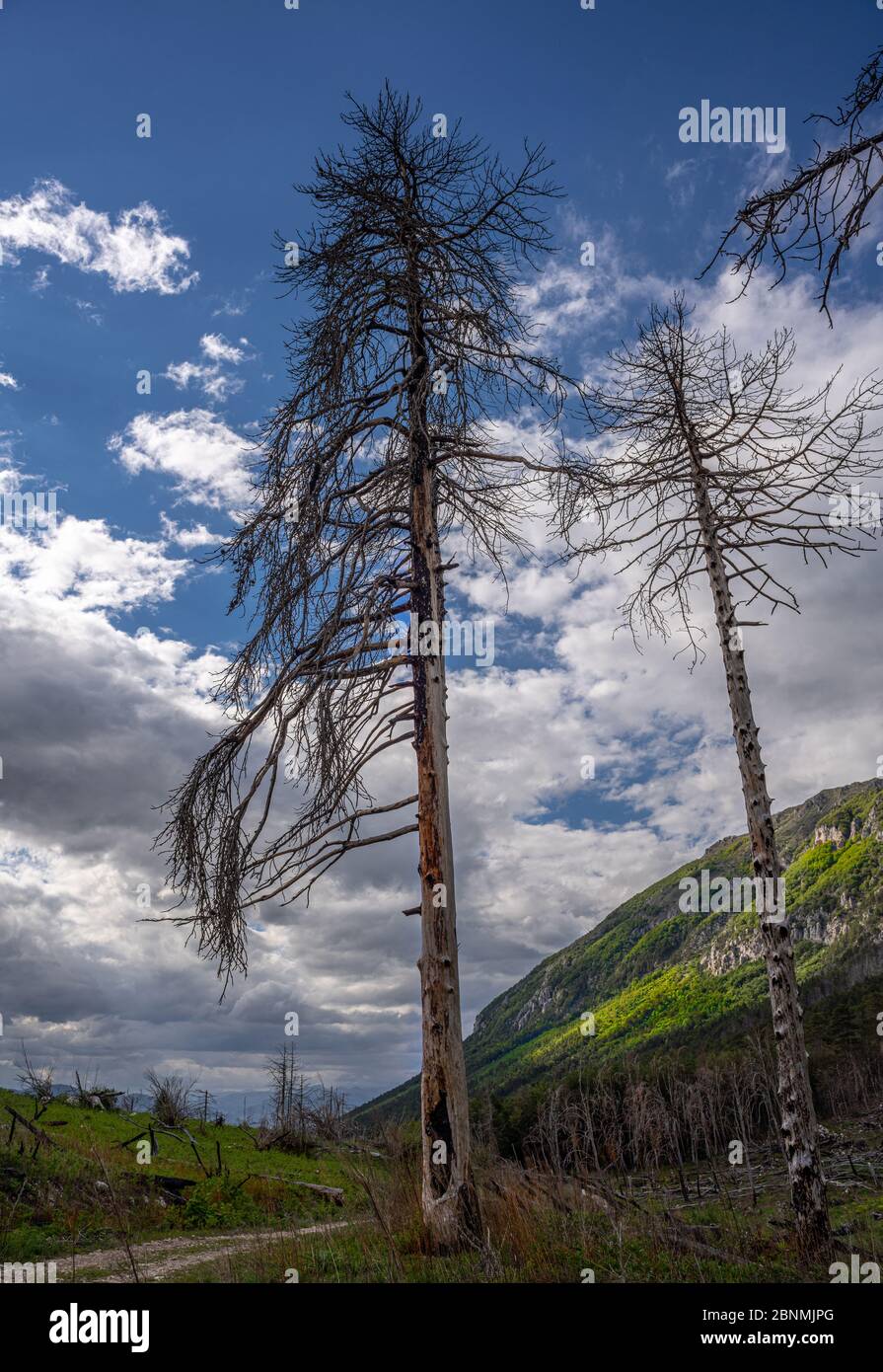 Resti di una Foresta di montagna, Abruzzo, Italia, Europa Foto Stock