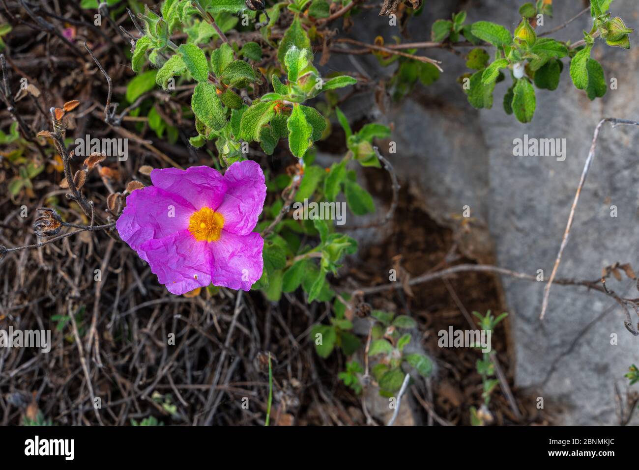 'Rock Rose', Cistus crrispus fiore rosa selvaggio Foto Stock