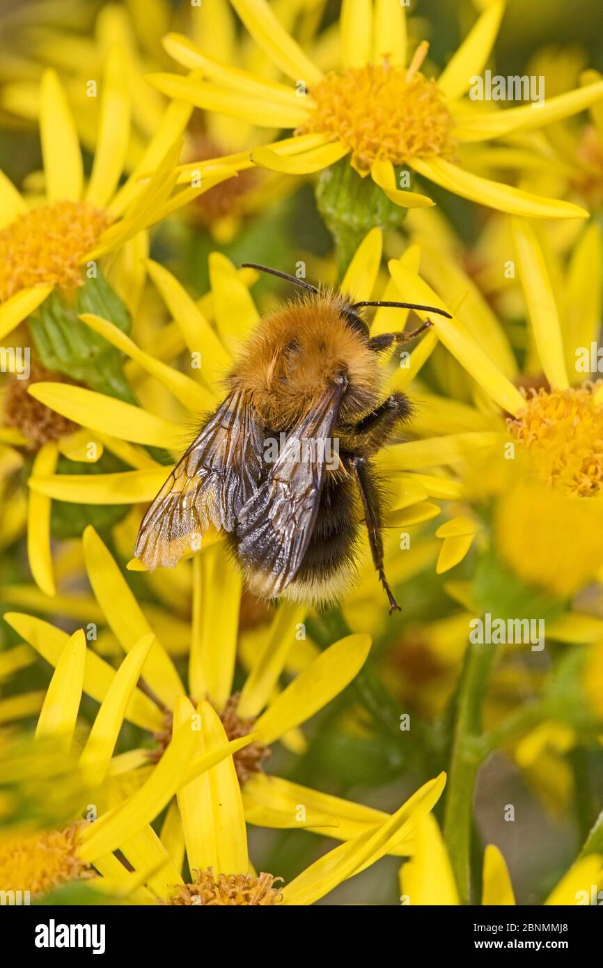 Albero Bumble ape (Bombus hypnorum) che si nutre di Ragwort (Jacobaea vulgaris) Brockley Cemetery, Lewisham, Londra, Regno Unito luglio Foto Stock