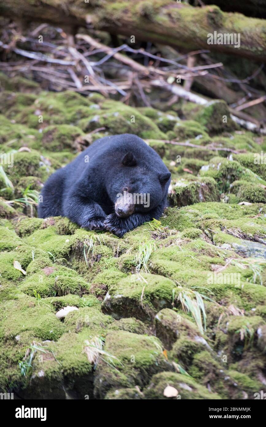 Orso nero (Ursus americanus kermodei) mangiare salmone rosa, (Oncorhynchus gorbuscha) Grande Foresta pluviale di orso, Columbia Britannica, Canada Foto Stock