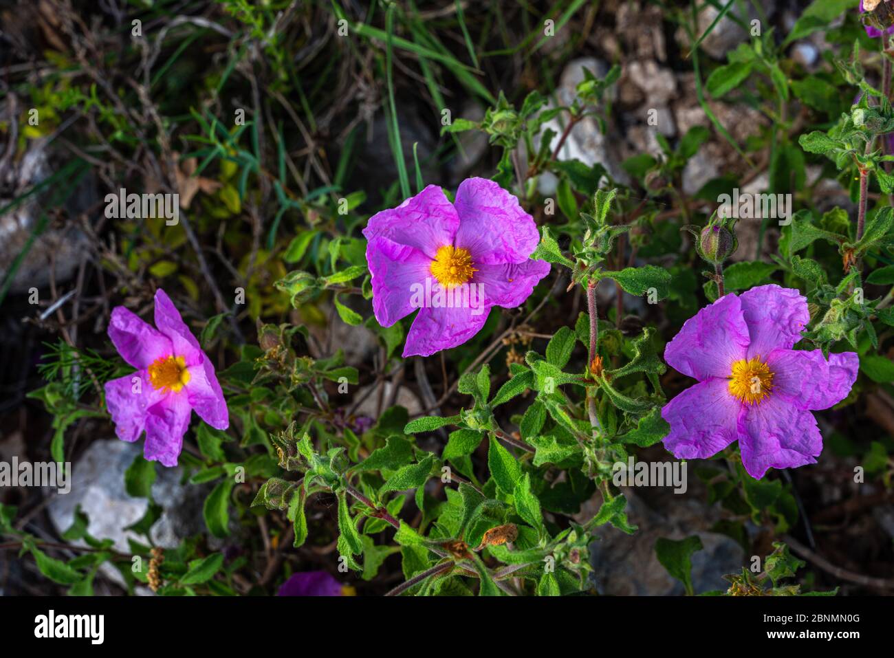 'Rock Rose', Cistus crrispus fiore rosa selvaggio Foto Stock