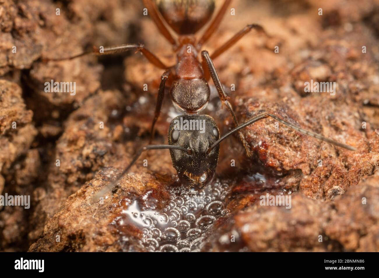 Formica ferrupino (camponotus chromaiodes) che alimenta a flusso di alcool - sap fermentato - su tronco di quercia bianca (Quercus sp), Fort Washington S. Foto Stock