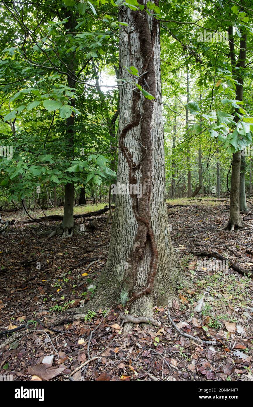 Avvelenamento avorio (radicani di Toxicodendron) arrampicandosi su quercia bianca (Quercus) Fort Washington state Park, Pennsylvania, Stati Uniti ottobre Foto Stock