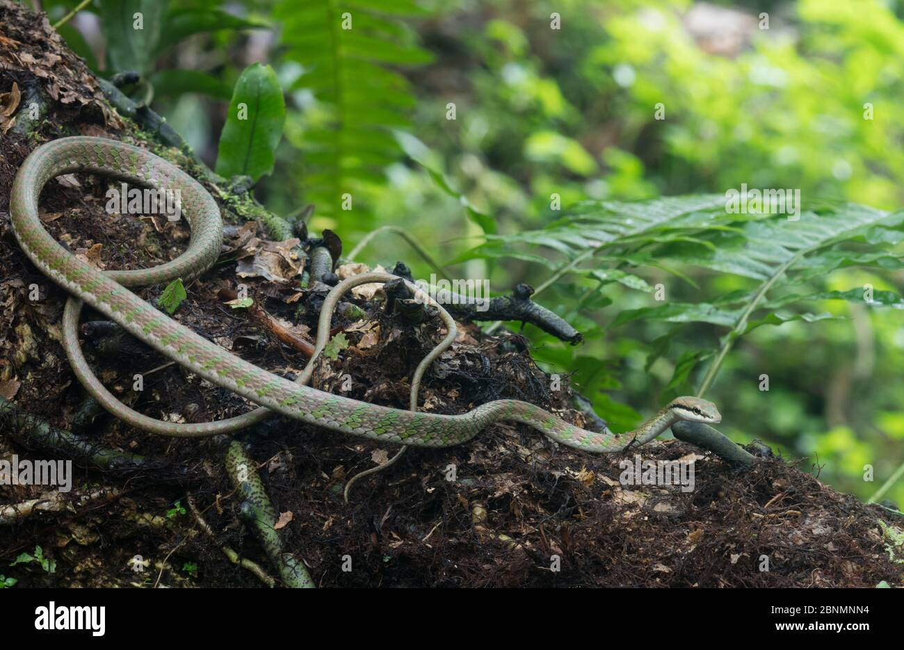Pappagallo di rame serpente (Leptophis cutreus) Provincia El Oro, Buenaventura Riserva, Ecuador Foto Stock