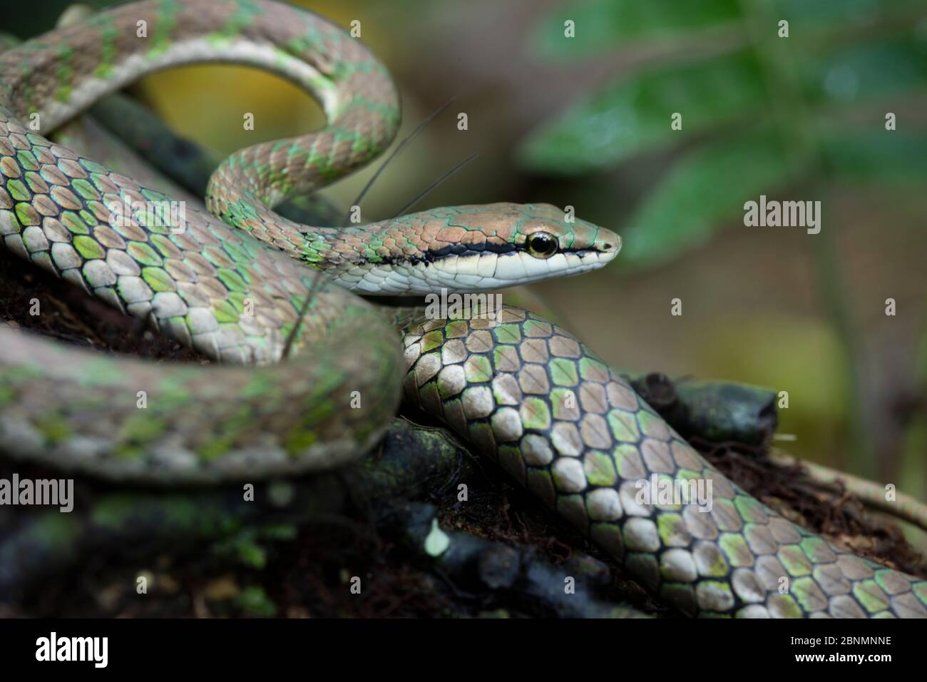 Pappagallo di rame serpente (Leptophis cutreus) Provincia El Oro, Buenaventura Riserva, Ecuador Foto Stock