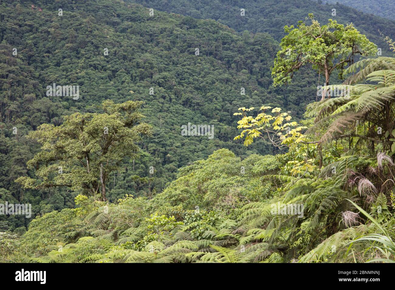 Copertura della foresta nuvolosa in mattina chiara, Provincia El Oro, Riserva biologica Buenaventura, Ecuador Foto Stock
