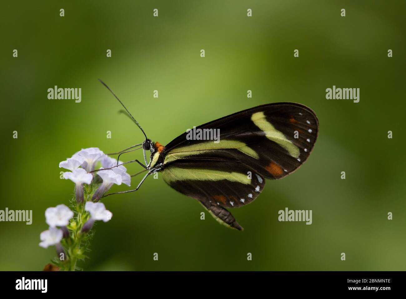 Farfalla (Aeria sp) nutrimento su nettare di fiori, provincia Loja, Jorupe Riserva biologica, Ecuador, gennaio Foto Stock