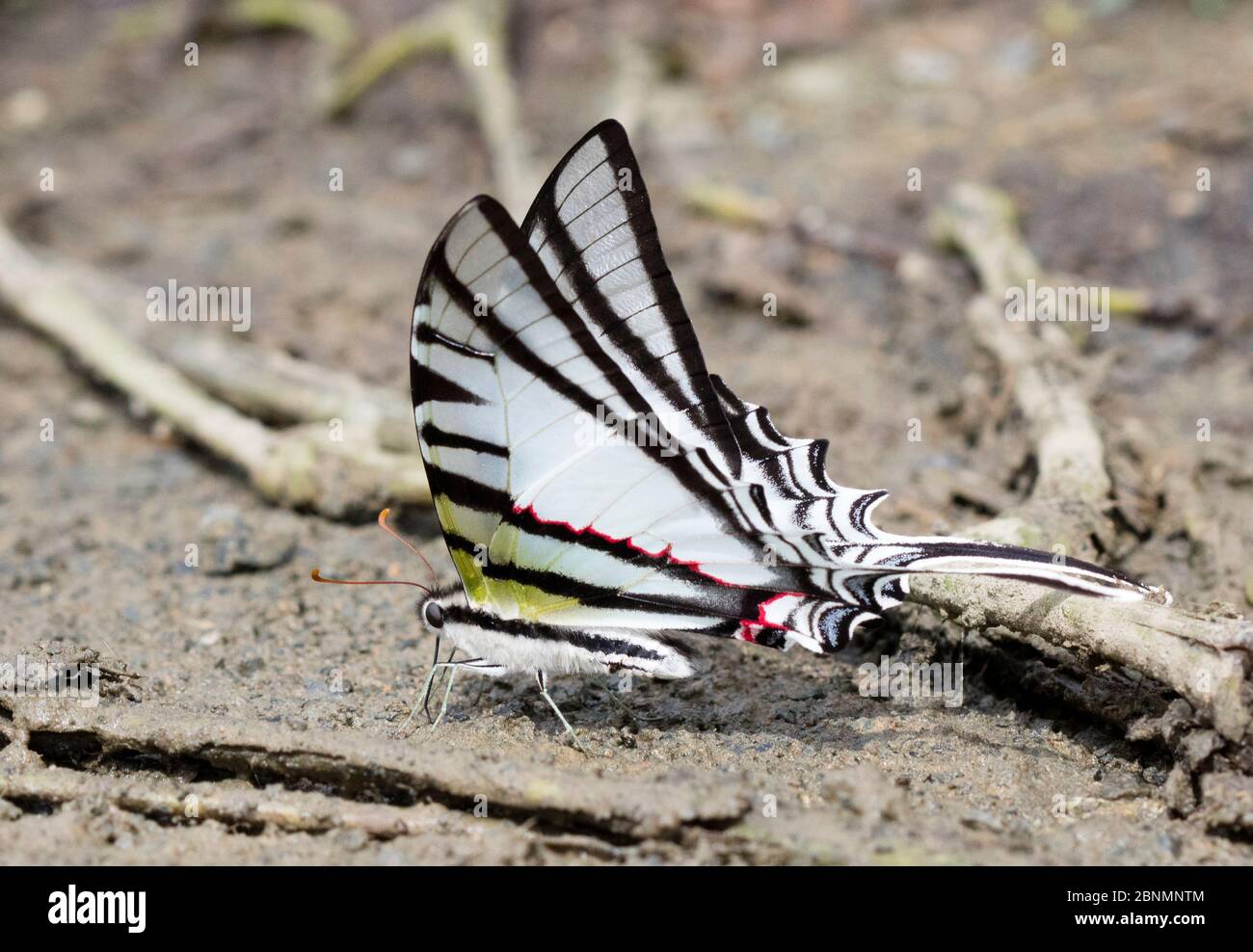 Farfalla a coda di rondine (Protesilaus) Provincia El Oro, Riserva Buenaventura, Ecuador, febbraio Foto Stock