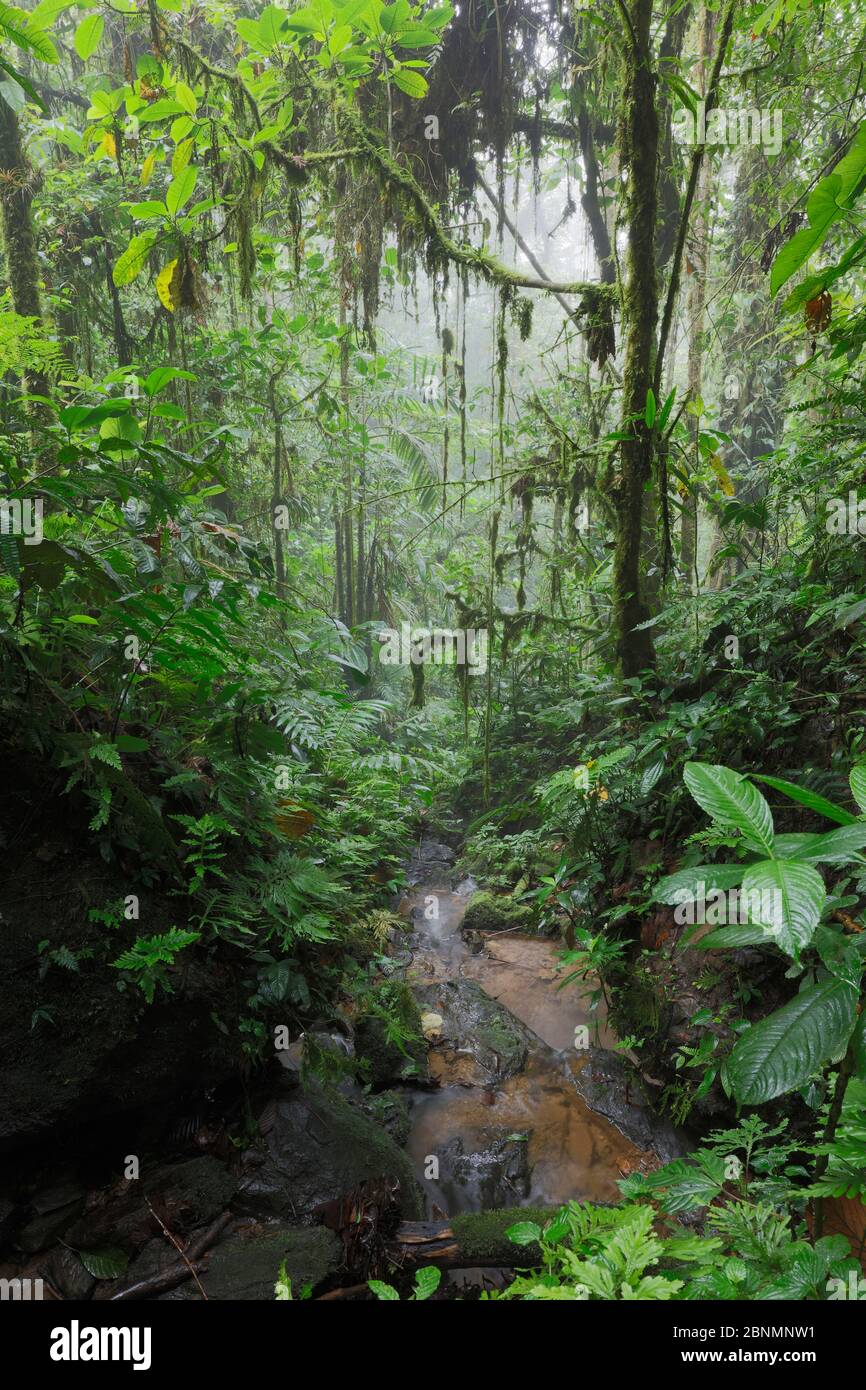 Torrente nella foresta umida pedemontana nelle Ande occidentali, provincia El Oro, Buenaventura Riserva biologica, Ecuador, febbraio Foto Stock