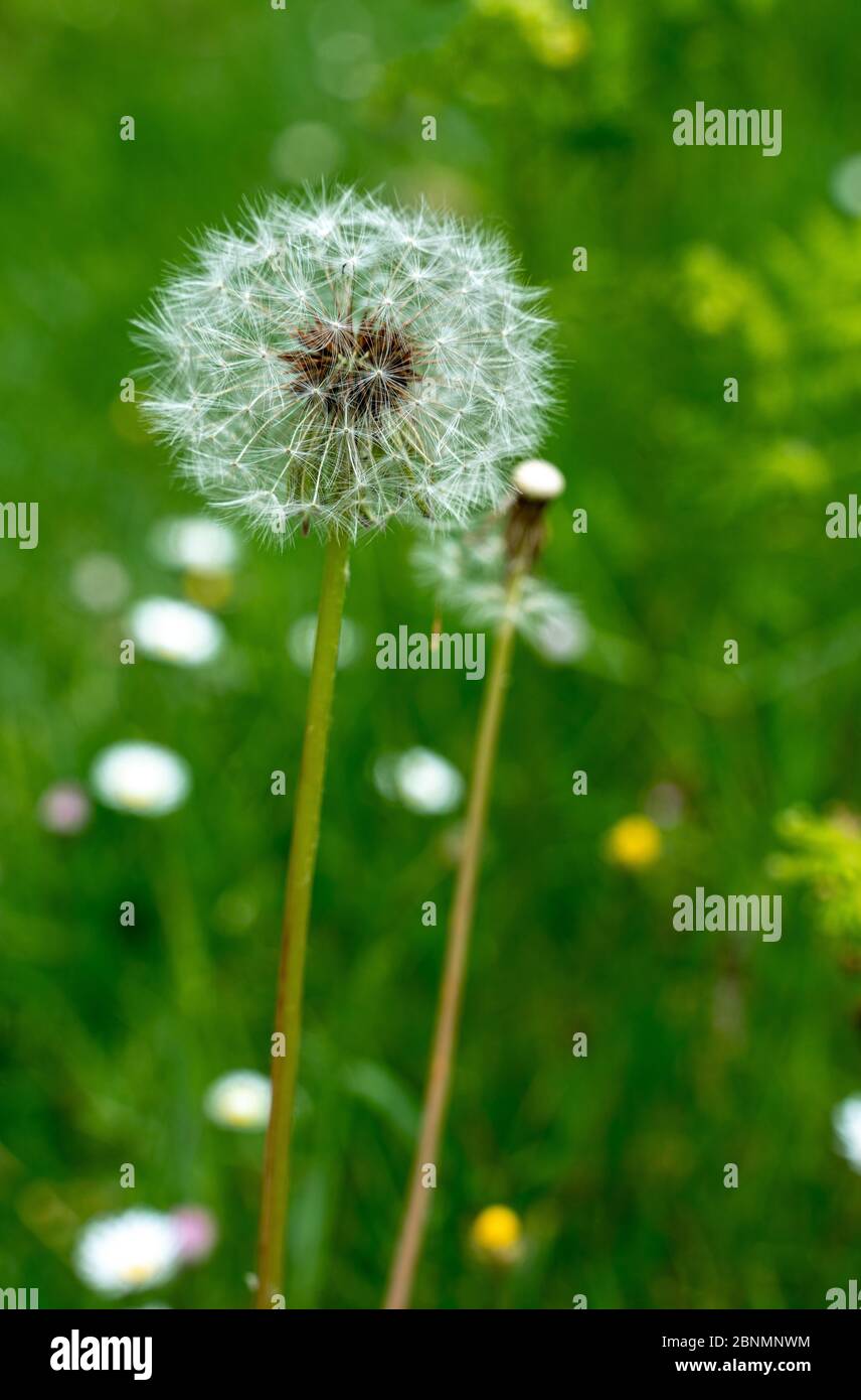 Taraxacum dissectum, dente di leone Foto Stock