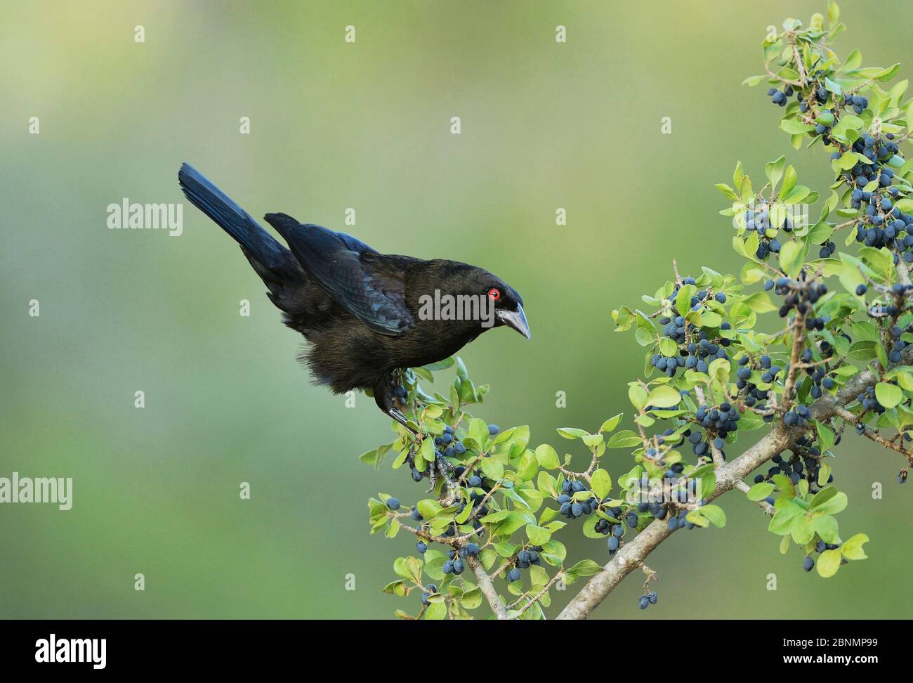 Bronzato Cowbird (Molothrus aeneus), maschio arroccato su bacche carico di frutti di bosco gomito (FORETIERA pubescens), Rio Grande Valley, Texas del Sud, Texas, Stati Uniti. Maggio Foto Stock