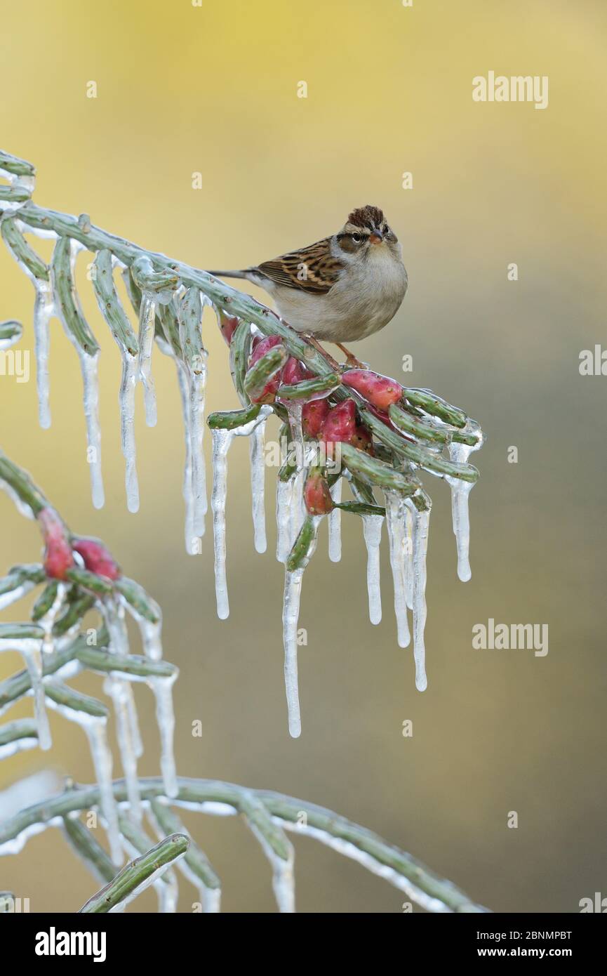 Scalpellatore passera (Spizella passerina), adulto arroccato sul ramo ghiacciato di cholla di Natale (Cylindropuntia leptocaulis), Hill Country, Texas, USA. Gennaio Foto Stock