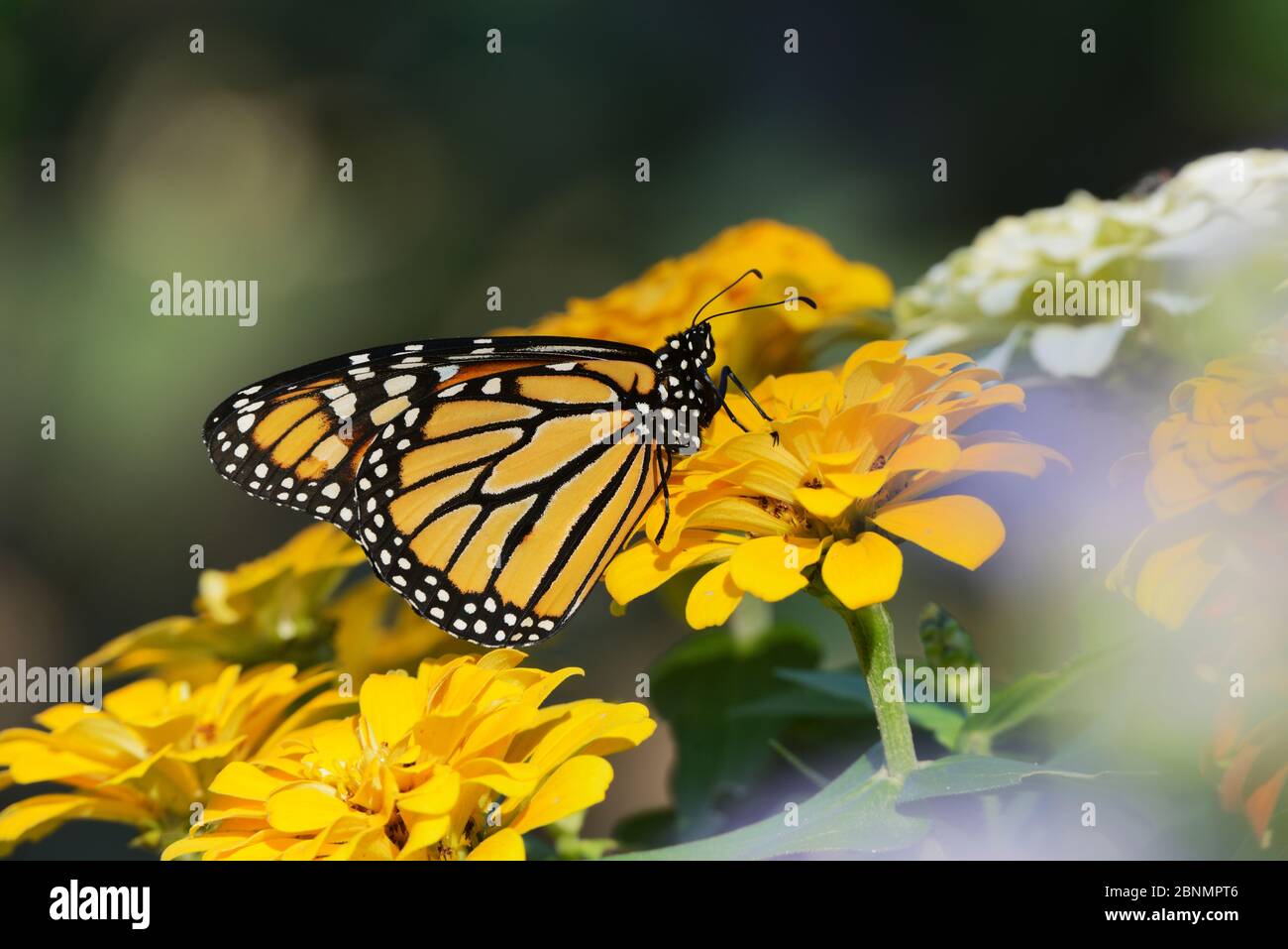 Monarch (Danaus plexippus), alimentazione di adulti su fiore di Zinnia, Hill Country, Texas, USA. Ottobre Foto Stock