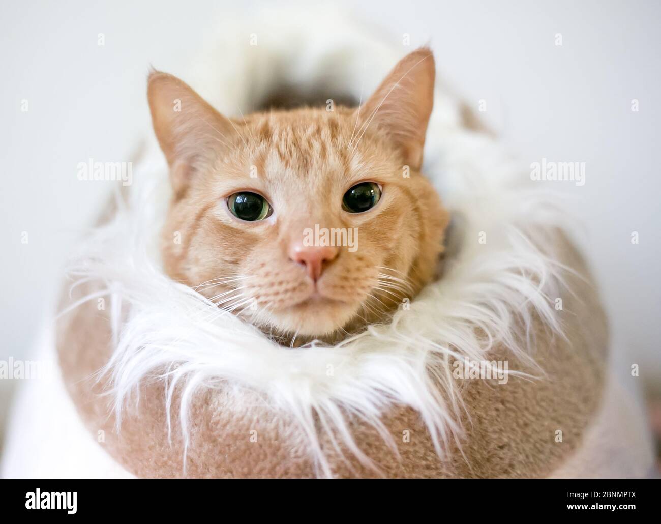 Un gatto domestico di shorthair di tabby arancione con gli allievi dilatati che sbucciano fuori da un letto di gatto foderato di materiale di furry Foto Stock