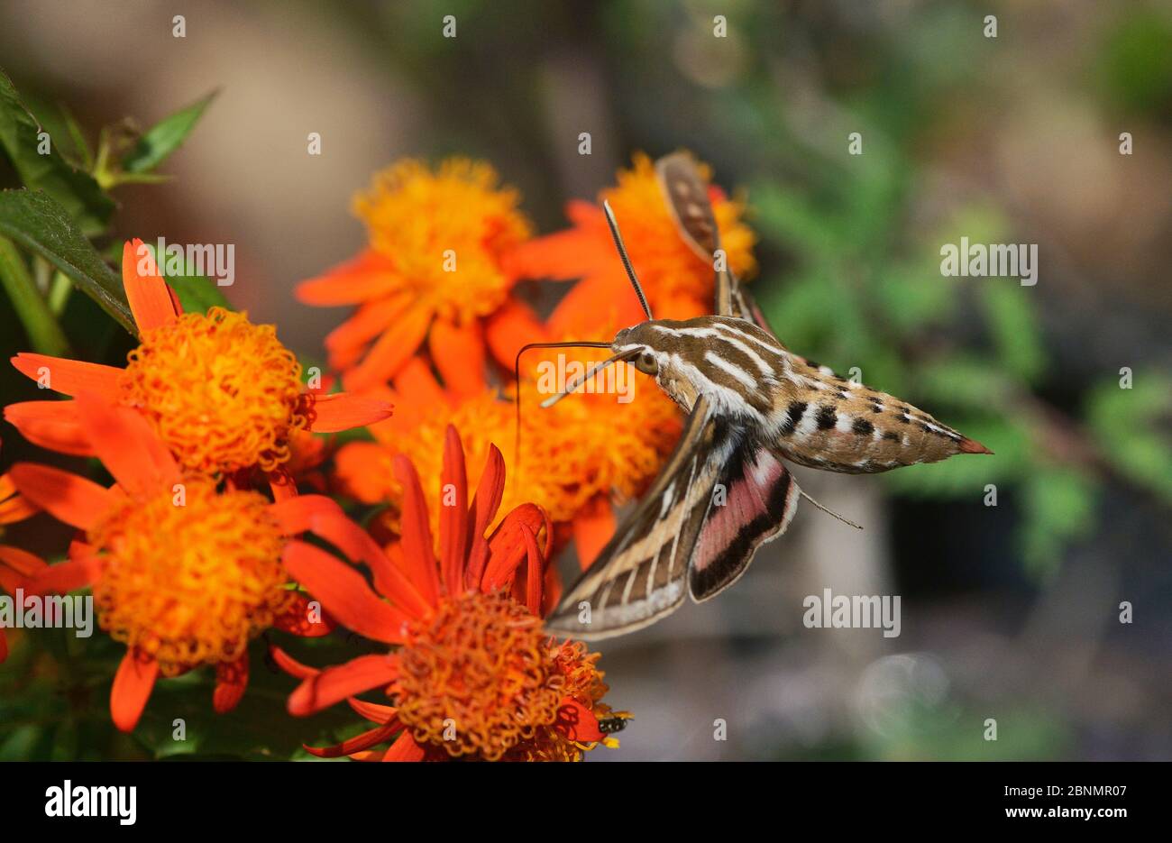 Sfinge bianco (Hyles lineata), adulto in volo che alimenta il fiore di vite di fiamma messicana (Senecio confusus), Hill Country, Texas, USA. Marzo Foto Stock