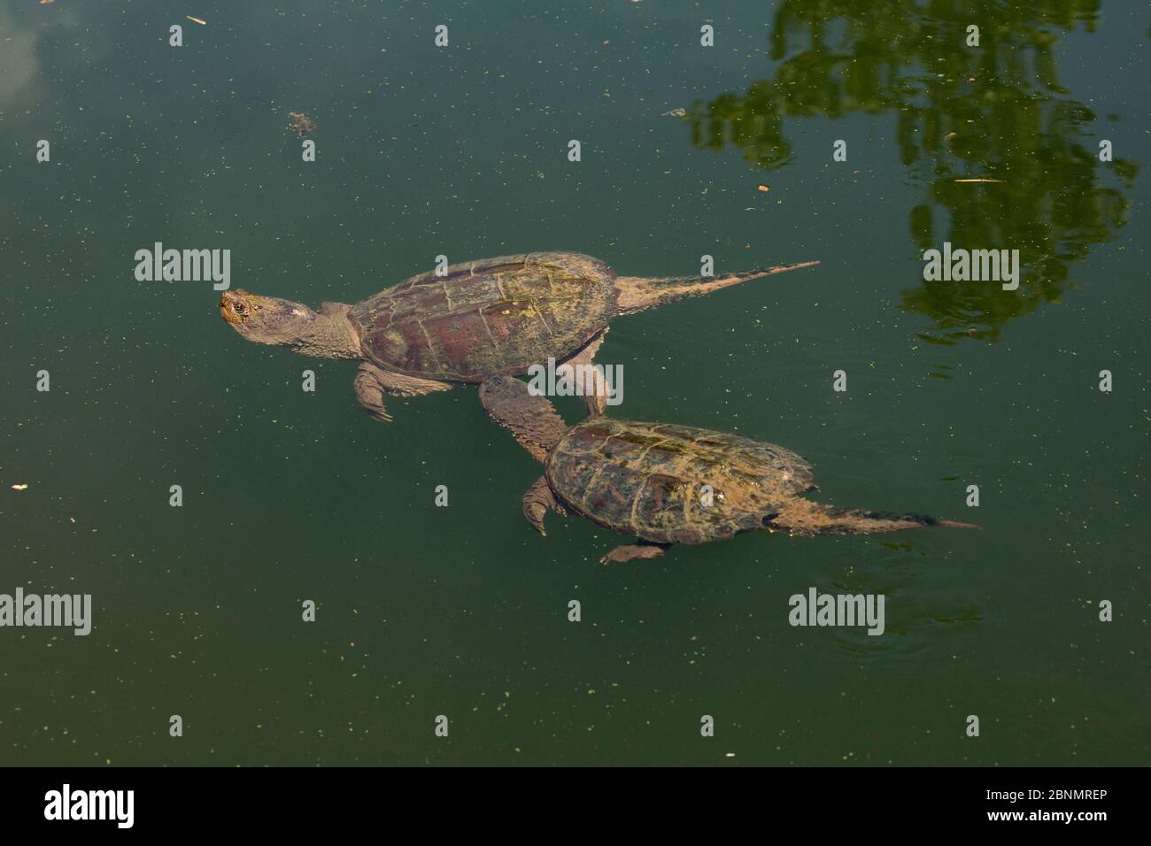 Tartaruga a scatto (Chelydra serpentina) maschio che tenta di accoppiarsi con femmina, Maryland, USA, agosto. Foto Stock