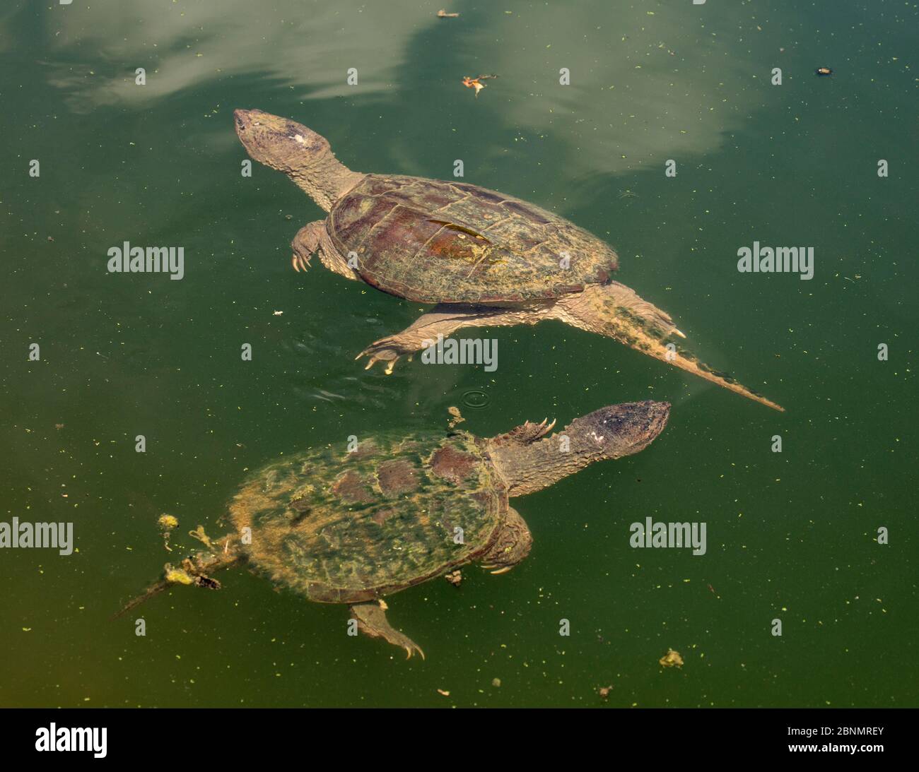 Tartaruga a scatto (Chelydra serpentina) maschio che tenta di accoppiarsi con femmina, Maryland, USA, agosto. Foto Stock