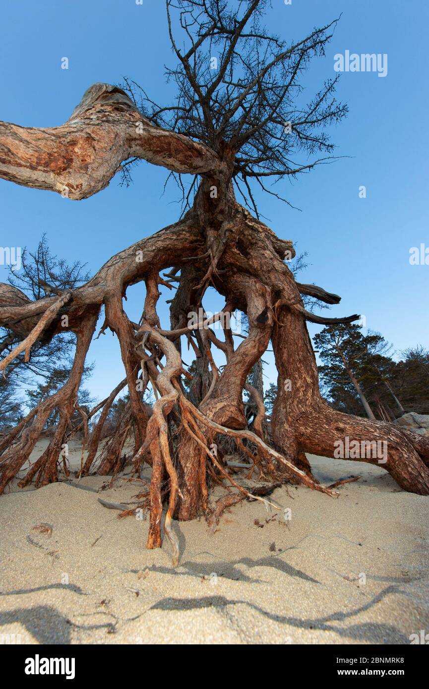 Larice siberiano (Larix sibirica) radici esposte sulla spiaggia, Lago Baikal, Siberia, Russia. Foto Stock