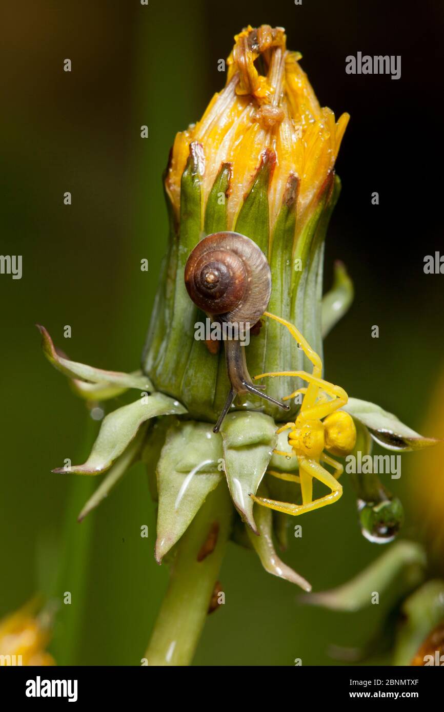 Ragno di granchio (Misumena vatia) femmina gialla, più lumaca, su fiore di dente di leone dopo la pioggia, Bristol, Regno Unito, maggio Foto Stock