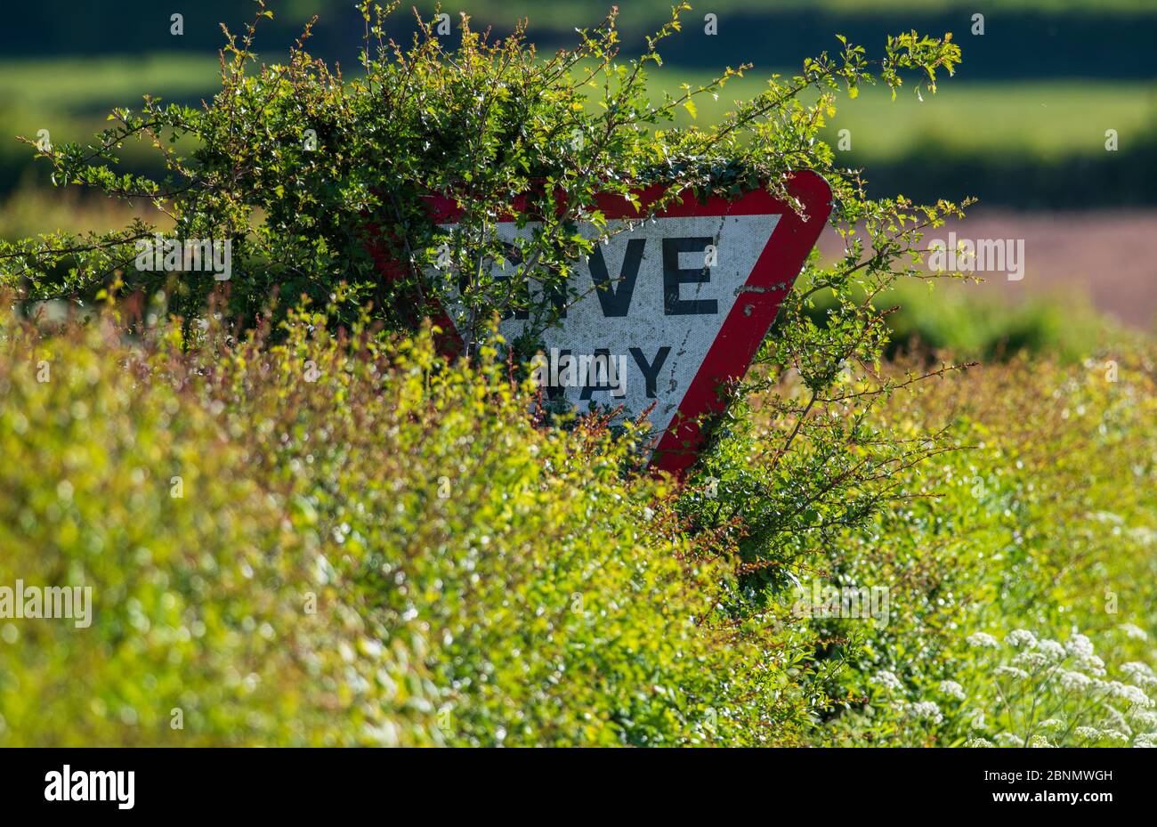 Cartelli di avvertimento stradale coperti e oscurati da alberi, piante e vegetazione, Shropshire, Inghilterra Foto Stock