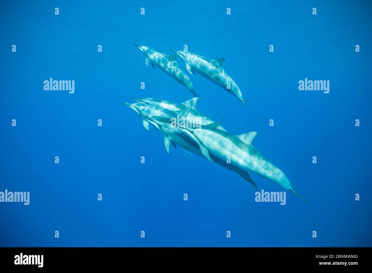 Delfini Spinner (Stenella longirostris) costa di Kona, Hawaii, USA, agosto Foto Stock