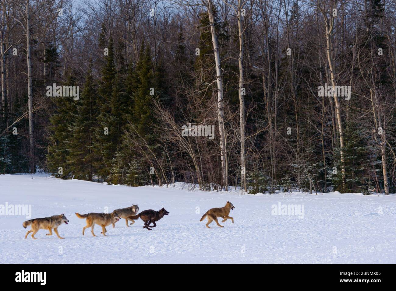 Lupi grigi (Canis lupus) che corrono nella neve, prigionieri. Foto Stock