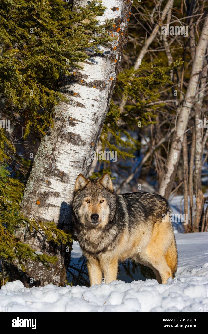 Lupo grigio (Canis lupus) nella neve, prigioniero. Foto Stock