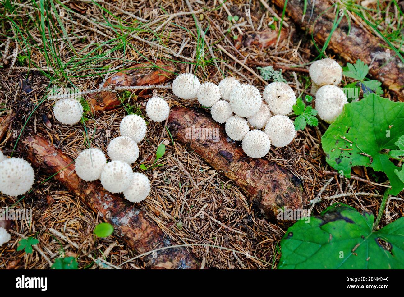 Buon fungo piccante immagini e fotografie stock ad alta risoluzione - Alamy