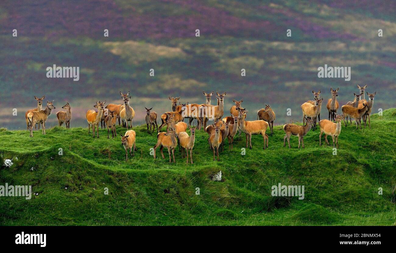 Cervi rossi (Cervus elaphus) mandria di donne fa e giovane, Giura, Scozia, Regno Unito, settembre Foto Stock