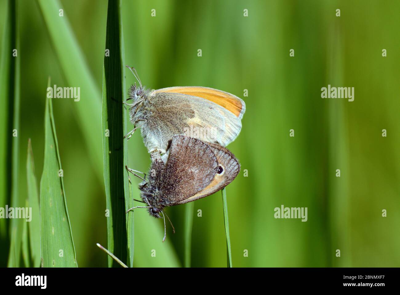 Piccola farfalla di brughiera (Coenonympha pamphilus) accoppiamento di coppia, Chelm, Polonia. Foto Stock