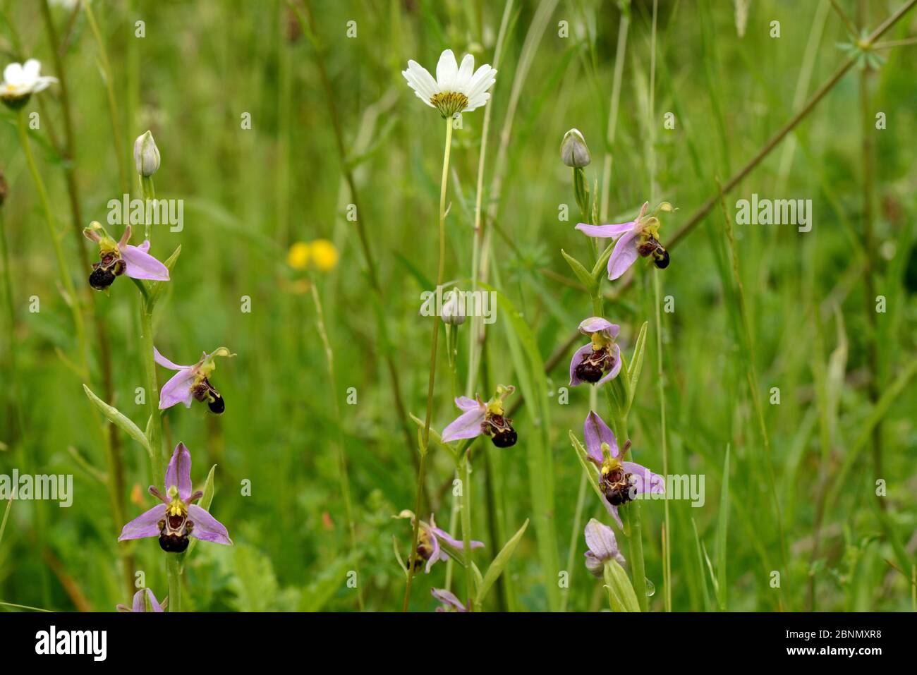 Orchidee di ape (Ophrys apifera) in grassland di pietra calcarea, Worcestershire, Inghilterra, UK, giugno. Foto Stock