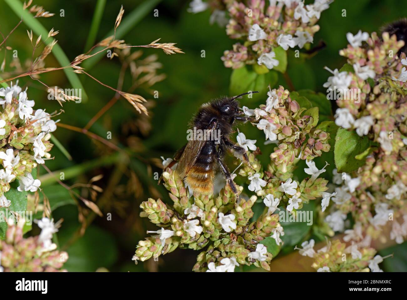 Bumblebee (Bombus rupestris) impollinante Marjorum (Origanum sp.), Tenbury Wells, Worcestershire, Inghilterra. Foto Stock